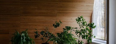 Las cuatro mejores plantas de interior en primavera: no necesitan demasiada agua y se adaptan a pisos pequeños sin luz 