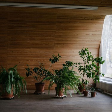 Las cuatro mejores plantas de interior en primavera: no necesitan demasiada agua y se adaptan a pisos pequeños sin luz 