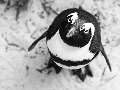 Nueve distros Linux únicas y diseñadas especialmente para un pequeño nicho de usuarios