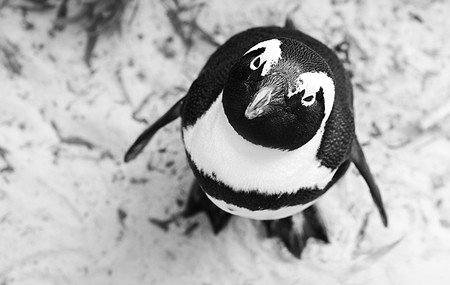 Nueve distros Linux únicas y diseñadas especialmente para un pequeño nicho de usuarios