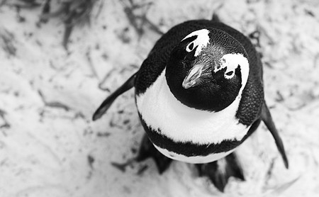 Nueve distros Linux únicas y diseñadas especialmente para un pequeño nicho de usuarios