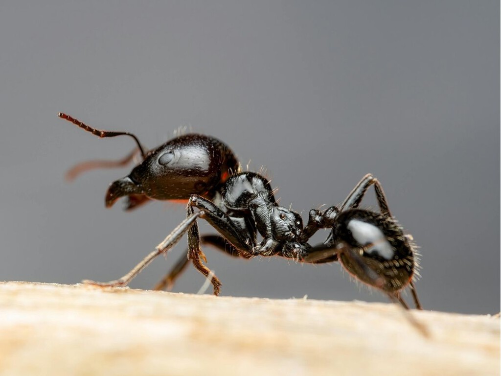 Esto es lo que hay que hacer para decirle adiós a las hormigas de forma natural sin químicos