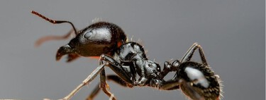 Esto es lo que hay que hacer para decirle adiós a las hormigas de forma natural sin químicos  