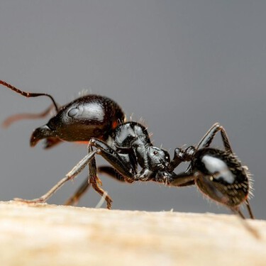 Esto es lo que hay que hacer para decirle adiós a las hormigas de forma natural sin químicos  