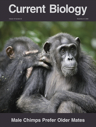 Las preferencias sexuales del chimpancé
