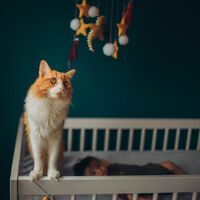 ¿Es normal dejar de querer tu mascota al tener hijos?: respondemos al debate que tiene inflamado a medio Estados Unidos