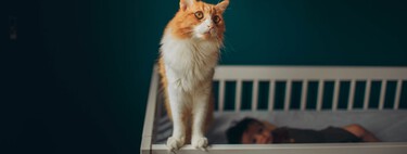 ¿Es normal dejar de querer tu mascota al tener hijos?: respondemos al debate que tiene inflamado a medio Estados Unidos