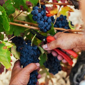 La Rioja se enfrenta a una vendimia concentrada en pocas semanas y sin temporeros suficientes