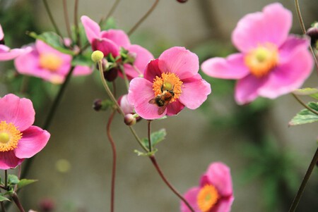 Pexels Magali Briche 605450881 19904182