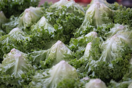 Lechuga 3