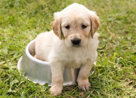 Cachorro Labrador Edad