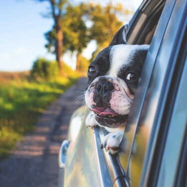 Consejos para viajar en el puente de mayo con nuestros perros y gatos 