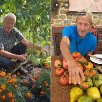 Charles Dowding, horticultor, aclara por qué hay que cosechar los tomates aún verdes: “maduran muy bien fuera de la planta” 