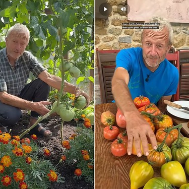 Charles Dowding, horticultor, aclara por qué hay que cosechar los tomates aún verdes: “maduran muy bien fuera de la planta” 