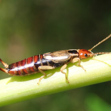 Si friegas el suelo con estos repelentes naturales los insectos tijera desaparecerán de tu casa para siempre