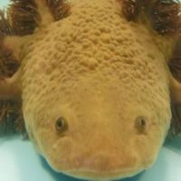 Este ajolote único en México podría desaparecer y los científicos ya tienen un plan para salvarlo 