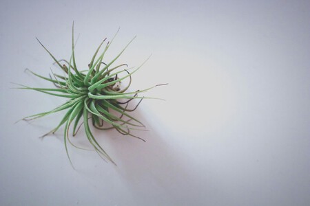 Una tillandsia que se puede componer colgada en una rama.