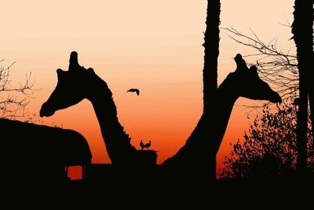 atardecer_en_el_zoo_baja_6302014.jpg