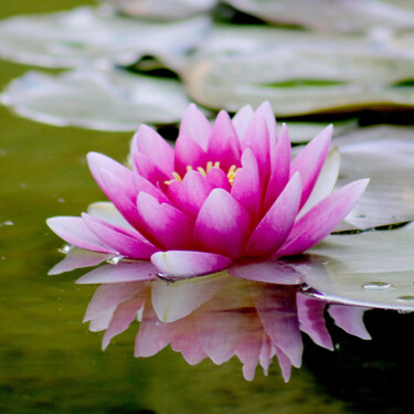 Cómo plantar la increíble flor de loto en casa sin necesidad de tener un estanque