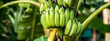 El plátano de Canarias está cada vez más caro, a casi cuatro euros el kilo. La culpa es de la banana 