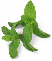 Las dietas hipocalóricas disminuyen el metabolismo y el té lo aumenta