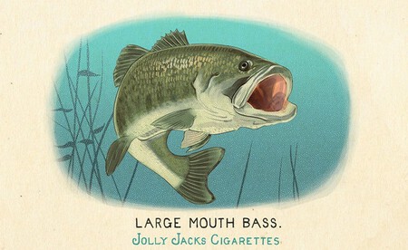 Fauna De Norteamerica 6