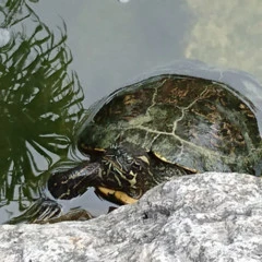 Foto 13 de 20 de la galería xperia-z5 en Xataka Móvil