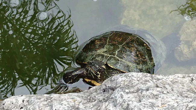 Foto de Xperia Z5 (13/20)