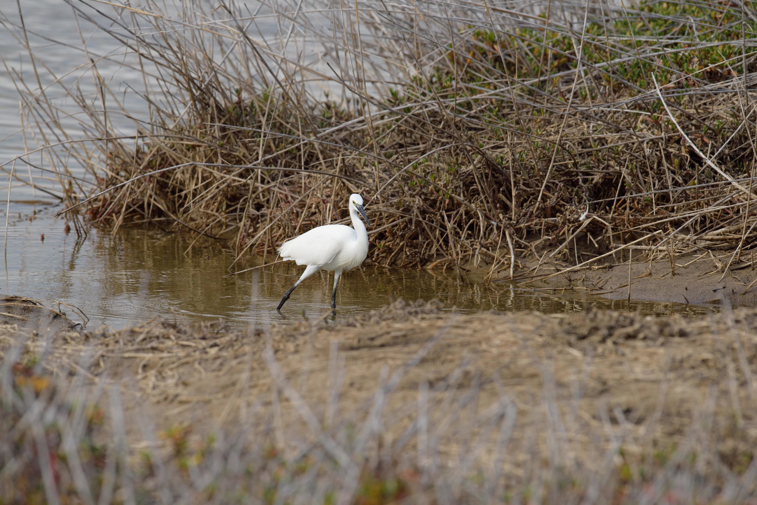 Análisis Nikon D810