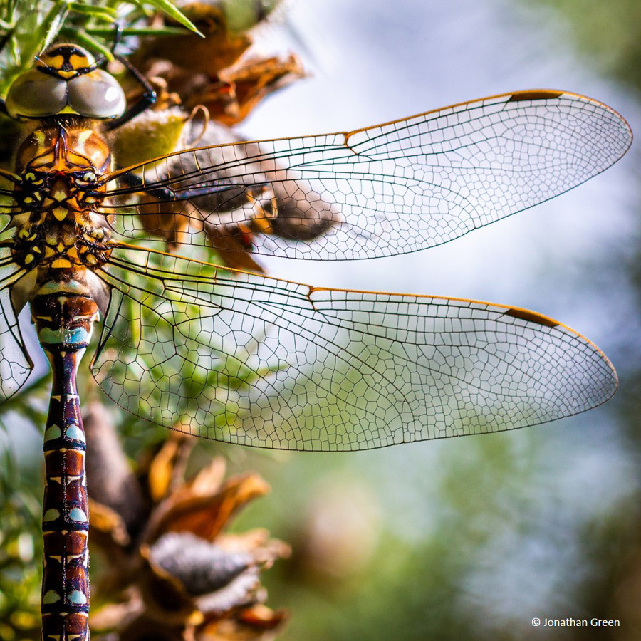 Finalista: Jonathan Green con ‘Dragonfly’: