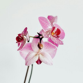 Llega a Alcampo la flor perfecta para los principiantes: una elegante y bonita orquídea disponible en varios colores 