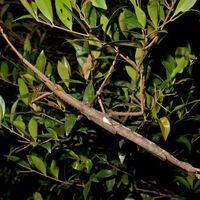 Nueva especie de insecto de 40 cm desafía expectativas: pesa 44 g y pasó inadvertida en la copa del bosque