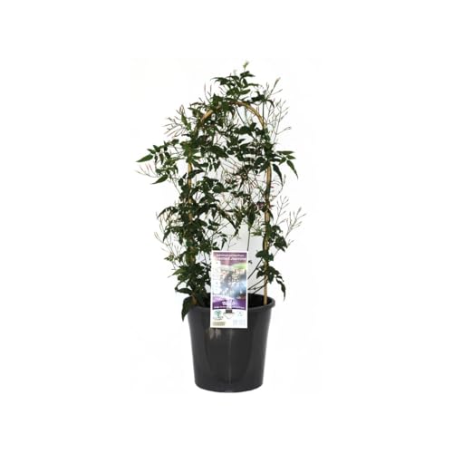 Jazmín Chino: Planta de Exterior Natural Aromática y Trepadora