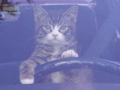 Animales gato perro conduciendo