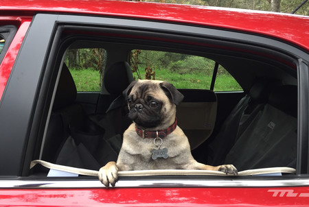 Todos los miembros de tu familia merecen un lugar seguro en tu coche, incluso los de otra especie