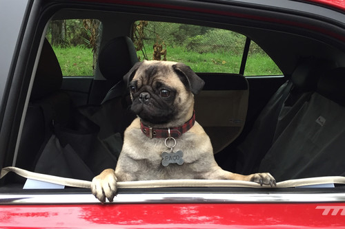 Todos los miembros de tu familia merecen un lugar seguro en tu coche, incluso los de otra especie