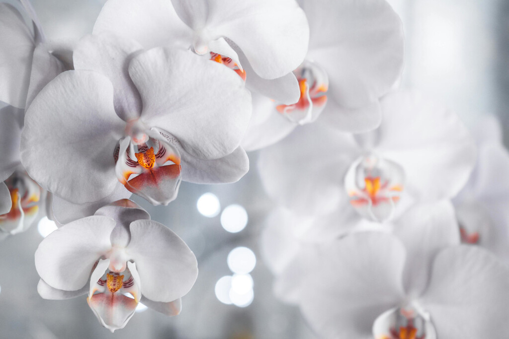 Paso a paso: así puedes revivir tus orquídeas y conseguir que vuelva a florecer