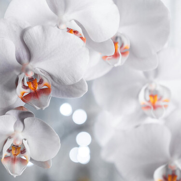 Paso a paso: así puedes revivir tus orquídeas y conseguir que vuelva a florecer  
