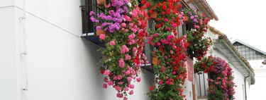 Llega a Lidl una planta que soporta muy bien el sol y llena de color terrazas y balcones en primavera, por menos de 2 euros