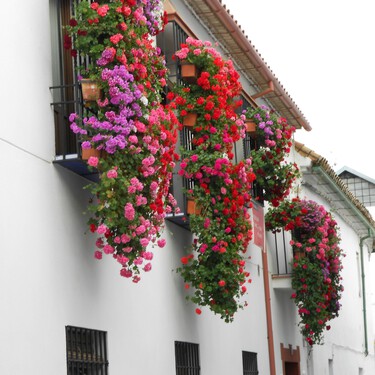Llega a Lidl una planta que soporta muy bien el sol y llena de color terrazas y balcones en primavera, por menos de 2 euros