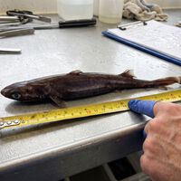 Pescada a 400 metros de profundidade: nova espécie de tubarão tem tamanho surpreendente e característica bem incomum