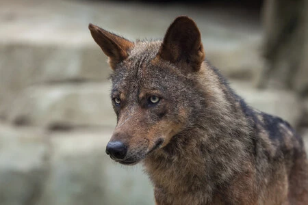 El Gobierno quiere prohibir la caza del lobo, los ganaderos aseguran que los que están en peligro de extinción son ellos: estos son sus argumentos