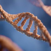 Williams Syndrome: What It Is and How It Can Help Understand Human Evolution 