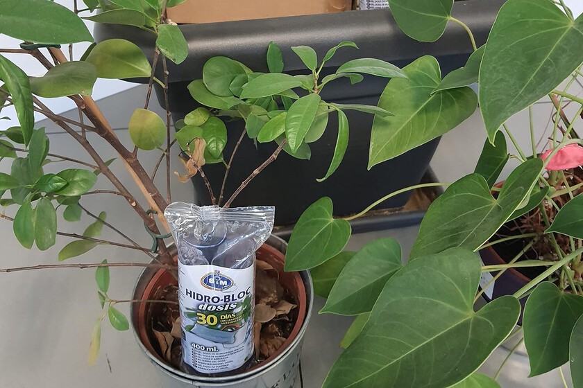 plantas