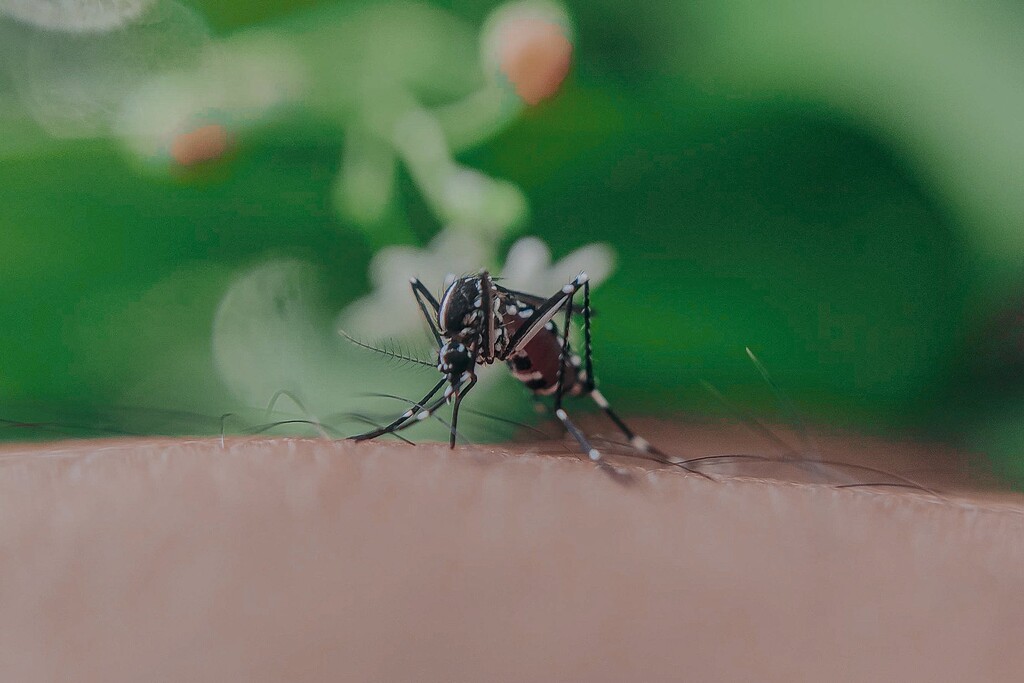 Las mejores mosquiteras según los comentaristas de Amazon Las mejores mosquiteras según los comentaristas de Amazon