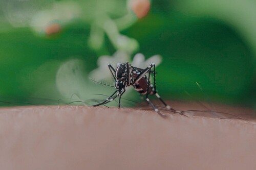 Las mejores mosquiteras según los comentaristas de Amazon