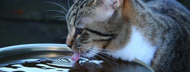Beber para un gato no siempre ha sido imprescindible. Por eso, hoy  recomiendan comida húmeda en las dietas 