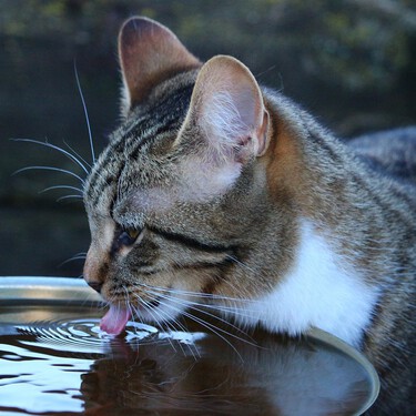 Beber para un gato no siempre ha sido imprescindible. Por eso, hoy  recomiendan comida húmeda en las dietas 