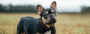 Los veterinarios coinciden: éstas son las 5 razas de perro que más codician los ladrones y tiene una explicación 