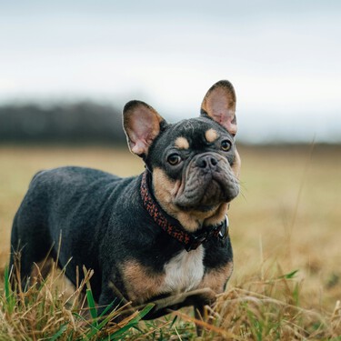 Los veterinarios coinciden: éstas son las 5 razas de perro que más codician los ladrones y tiene una explicación 